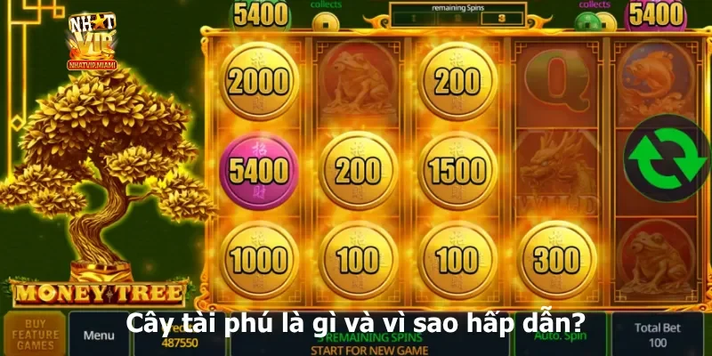 Cây tài phú là gì và vì sao hấp dẫn?