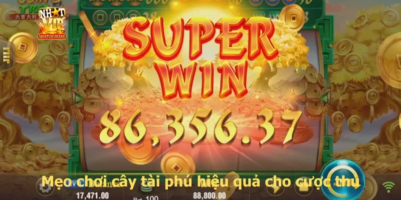 Mẹo chơi cây tài phú hiệu quả cho cược thủ